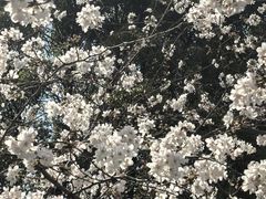 -高东镇樱花园