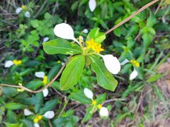 -汕尾风车岛
