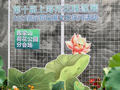 -陈家山荷花公园