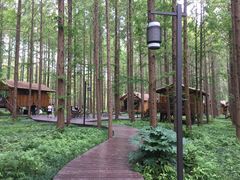 -黄海国家森林公园