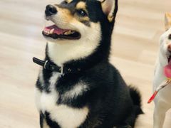 -柴迷FANS CLUB·柴犬狗咖·猫咖