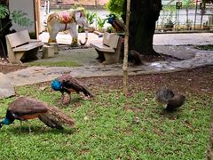 -瑞丽独树成林风景区