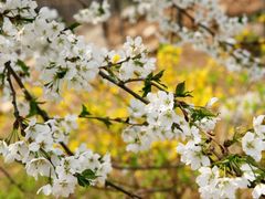 景点-高东镇樱花园