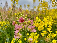 -三圣花乡旅游区
