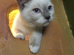 -猫猫幼稚园·撸猫·桌游·电玩