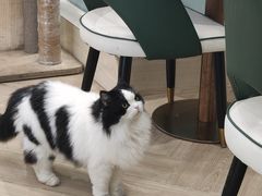 -安格丽娜·狗咖·猫咖羊驼咖(春熙路百盛商场店)