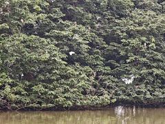 -海珠湖公园