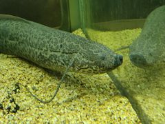 -正佳自然科学博物馆