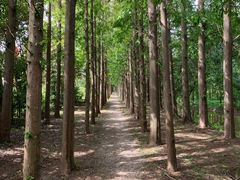 -上海长兴岛郊野公园