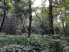 -峨眉山报国寺