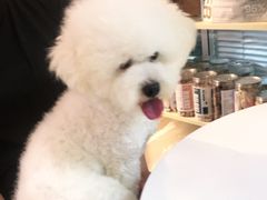 -小叮当动物医院·骨科·眼科