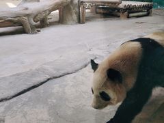 -杭州野生动物世界