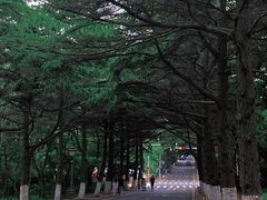 -八大关景区