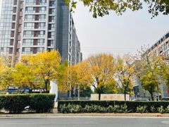 -三里屯东五街银杏大道