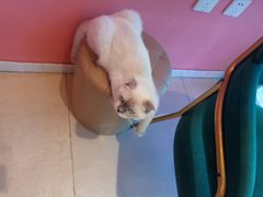 -藏猫猫咖啡主题馆(中央大道店)