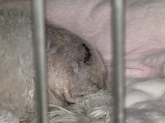 -爱妮康宠物医院·干细胞免疫细胞·肿瘤·心脏(张江店)