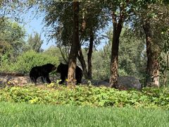 -北京野生动物园