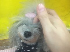 -志龙皇冠吃货椰子铺