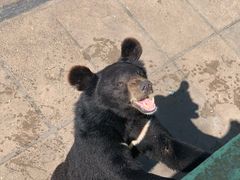 -西霞口神雕山野生动物世界