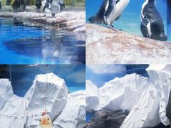 -海合安武汉极地海洋公园