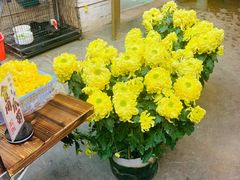 景观位-龙桥私厨·姜花菊花过桥鱼·顺德菜(容桂店)