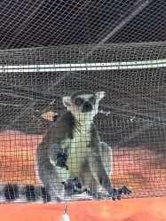 点击看大图 -Zoolung Zoolung动物主题公园(海信广场店)