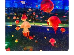 景点-上海海昌海洋公园