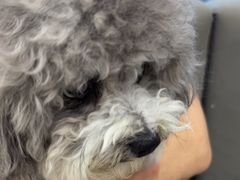 -pd派德宠物中心医院24H急重症·眼科中心·血液透析中心(嵩山北路店)