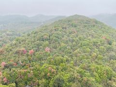 -贵州百里杜鹃风景名胜区
