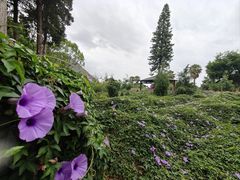 -抚仙湖禄充风景区