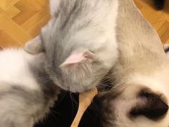 -MOYOYO猫咪咖啡店