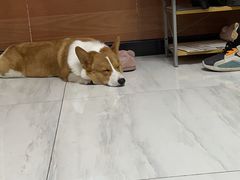 -宠福鑫康馨动物医院·骨科·眼科