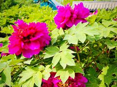 -海棠花溪(元大都城垣遗址公园)