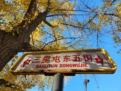-三里屯东五街银杏大道