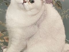 -FAELING PETS美天灵宠物(富力广场店)