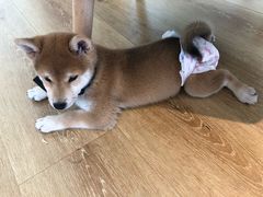 -柴犬小屋·柴餐厅·狗咖食堂(金鼎广场店)