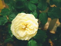 -花之城
