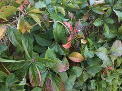 -武清南湖绿博园