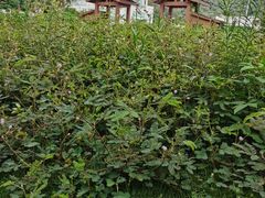 -广州神农草堂中医药博物馆