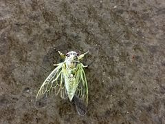 -长春公园(普阳街道)