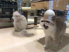 -momokira米努特·德文卷毛猫·棉花面纱犬