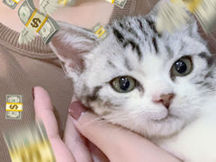 -袖虎·猫馆(体育西路店)