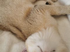 -宠颐生·恒爱宠物医院(静海店)