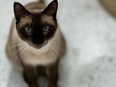 -喵园·猫主题咖啡厅·撸猫·猫咖(国贸店)