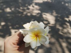 -西双版纳傣族园