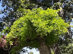 -永定河休闲森林公园