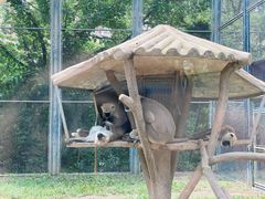 -上海野生动物园
