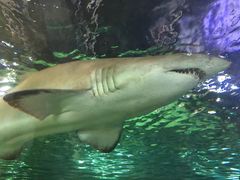 -悉尼海洋生物水族馆