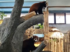 -石家庄市动物园