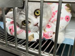-中农大我爱我爱24h动物医院·中医针灸·猫专科·骨科医疗中心(双井店)